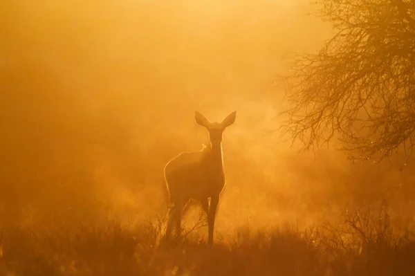 大Kudu Tragelaphus Strepsiceros 在晨光中 日出时分 卡拉哈里沙漠 Kgalagadi跨界公园 — 图库照片