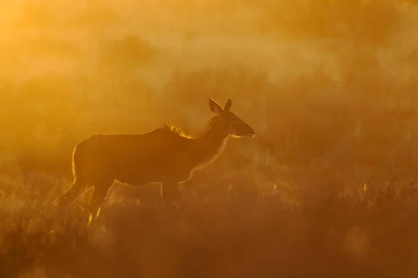 Büyük Kudu Tragelaphus Strepsiceros Sabahın Erken Saatlerinde Kadın Gün Doğumu — Stok fotoğraf