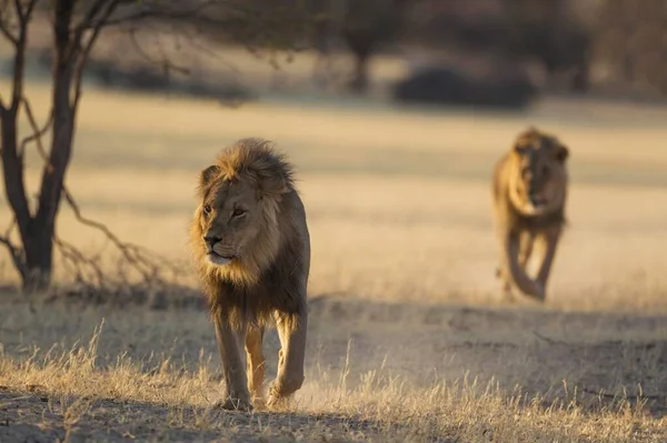 Kalahari Lions Panthera Leo Vernayi Dos Machos Crin Negra Vagando —  Fotos de Stock