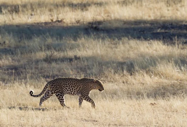 Leopardo Panthera Pardus Vagueando Masculino Deserto Kalahari Parque Transfronteiriço Kgalagadi — Fotografia de Stock