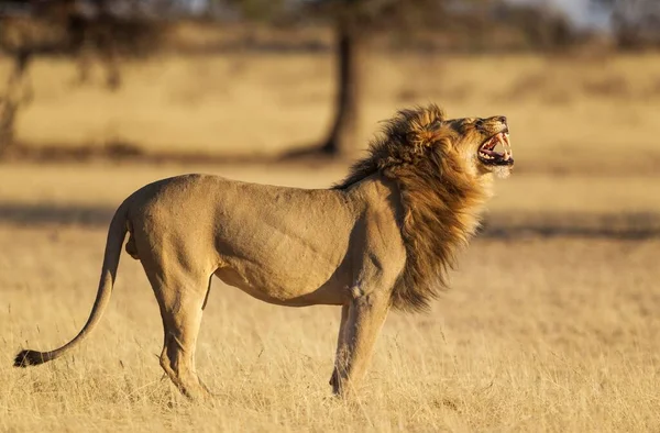 Lev Panthera Leo Samec Dělá Letce Kalahari Desert Kgalagadi Transfrontier — Stock fotografie