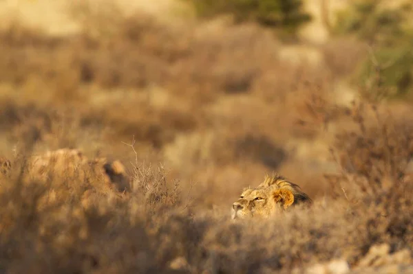 Λιοντάρι Panthera Leo Αρσενικό Αναπαύεται Ένα Κρυφό Μέρος Και Παρατηρεί — Φωτογραφία Αρχείου