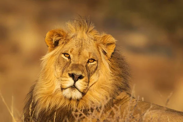 Лев Panthera Leo Чоловік Портрет Пустеля Калахарі Транскордонний Парк Кгалагаді — стокове фото