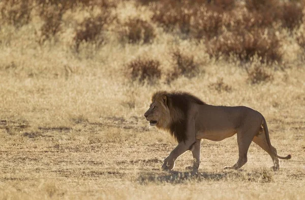 Kalahari Lion Panthera Leo Vernayi Samec Černou Hřívou Roaming Suchém — Stock fotografie