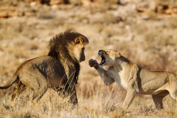 ライオン Panthera Leo 彼らの最初の出会いで黒人男性カラハリオスを想像する準備ができている女性 女性の最初の積極的な行動は典型的な カラハリ砂漠 カラガディ国境公園 南アフリカ アフリカ — ストック写真