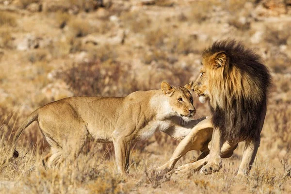 ライオン Panthera Leo 彼らの最初の出会いで黒人男性カラハリ男性を想像する準備ができている女性 男性は 南アフリカ アフリカ カラハリ砂漠 カラガディ国境公園 女性の当初積極的な行動を恐れています — ストック写真