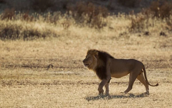 Black Maned Lion Panthera Leo Vernayi Самець Який Блукає Сухому — стокове фото
