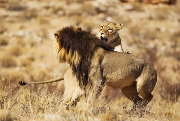 라이온스 Panthera Leo 준비가 갈기를 칼라하리 처음으로 공격적 행동을 보이는 — 스톡 사진