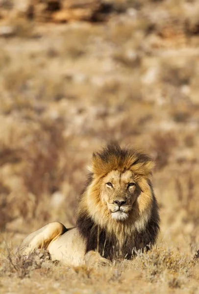 Zwarte Leeuw Panthera Leo Vernayi Mannelijk Rustend Kalahari Woestijn Kgalagadi — Stockfoto