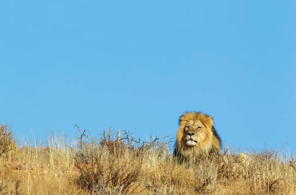 Fekete Sörényes Oroszlán Panthera Leo Vernayi Hím Fűvel Benőtt Homokdűnén — Stock Fotó