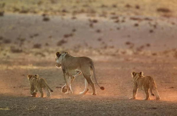 ライオンズ Panthera Leo 早朝の光の中で2頭の赤ちゃんを持つ女性 カラハリ砂漠 Kgalagadi国境公園 南アフリカ アフリカ — ストック写真