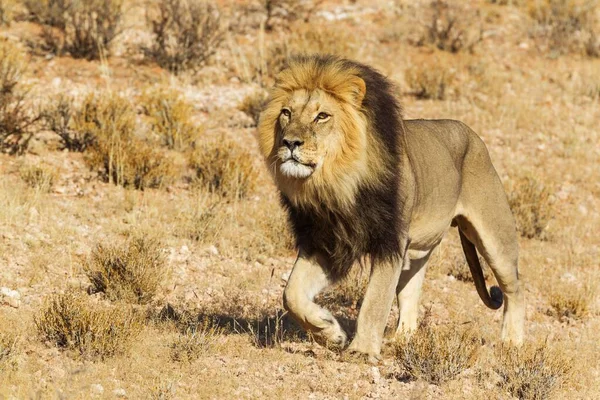 갈기의 Panthera Leo Vernayi 배회하는 남아프리카 공화국의 칼갈라 스포트 — 스톡 사진