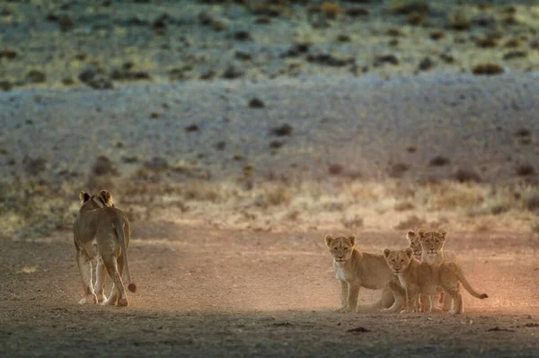 Aslanlar Panthera Leo Dişi Sabahın Erken Saatlerinde Dört Yavru Kalahari — Stok fotoğraf