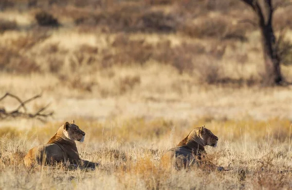 Леви Panthera Leo Дві Самиці Спостерігають Своїми Навколишніми Землями Лежать — стокове фото