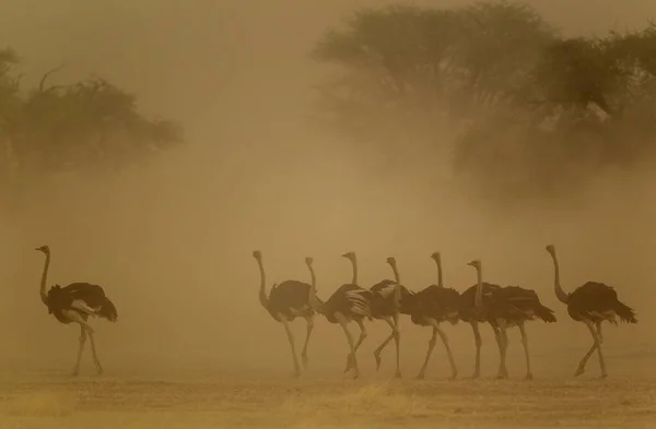 Страуси Struthio Camelus Самиці Виводок Усі Жінки Піщаній Бурі Пустелі — стокове фото