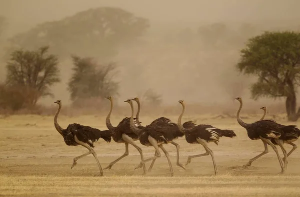 Ostriches Struthio Camelus Futó Nőstények Mint Egy Homokvihar Közeledik Kalahári — Stock Fotó