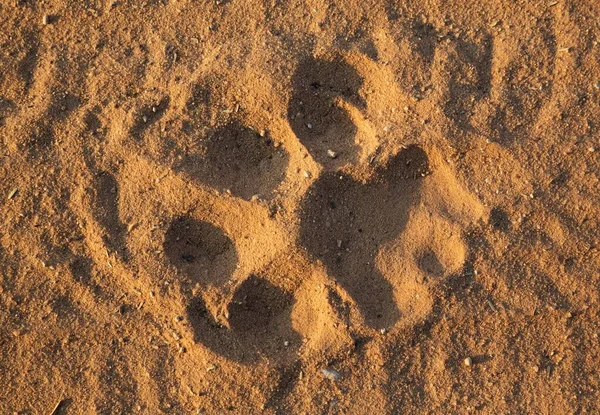 Fotavtryck Ett Manligt Lejon Panthera Leo Sanden Väg Kalahari Öknen — Stockfoto