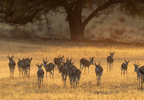 Herd Springboks Antidorcas Marupialis Νωρίς Πρωί Στην Ξηρά Κοίτη Του — Φωτογραφία Αρχείου
