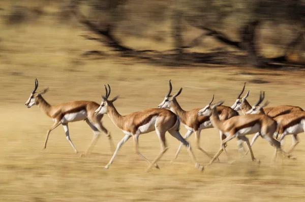 Springboks Antidorcas Marsupialis Herd Running Dry Auob River Bed Kalahari — 图库照片