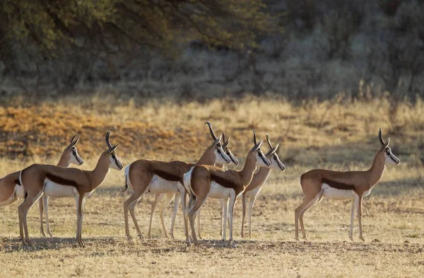 Springboks Antidorcas Marsupialis Kudde Hebben Een Leeuw Ontdekt Aandachtig Kijken — Stockfoto