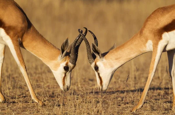 Springboks Antidorcas Marsupialis Bojující Samci Kalahari Desert Kgalagadi Transfrontier Park — Stock fotografie