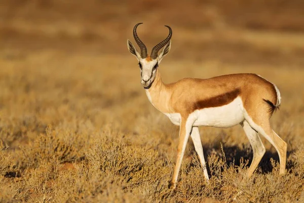 Springbok Antidorcas Marsupialis Masculino Deserto Kalahari Parque Transfronteiriço Kgalagadi África — Fotografia de Stock