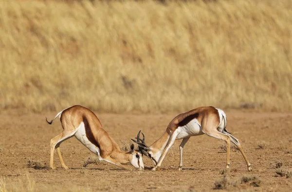 Springböcke Antidorcas Marsupialis Kämpfende Männchen Kalahari Wüste Kgalagadi Transfrontier Park — Stockfoto