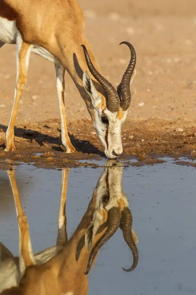 Springbok Antidorcas Marsupialis Mannetje Drinkend Bij Een Waterput Kalahari Woestijn — Stockfoto