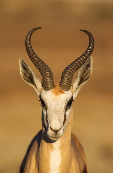 Springbok Antidorcas Marsupialis Чоловік Портрет Пустеля Калахарі Транскордонний Парк Кгалагаді — стокове фото