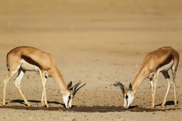 Springboks Antidorcas Marsupialis Twee Vrouwtjes Drinken Bij Een Waterput Kalahari — Stockfoto