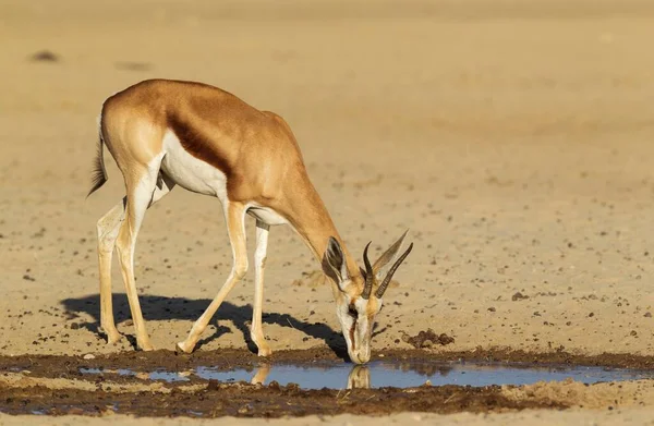 Springbok Antidorcas Marsupialis Femeie Care Bea Gaură Apă Deșertul Kalahari — Fotografie, imagine de stoc