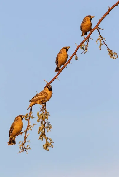 Sociable Weaver Philetairus Socius Αρσενικά Ένα Κλαδί Καμελόδεντρου Acacia Erioloba — Φωτογραφία Αρχείου