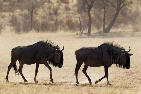 Blue Wildebeests Connochaetes Taurinus Vagando Leito Seco Rio Auob Deserto — Fotografia de Stock