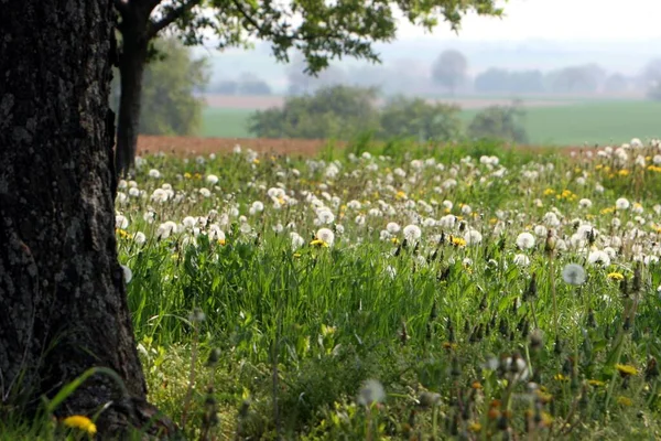 Dandelion meadow (Taraxacum), full of dandelion clocks