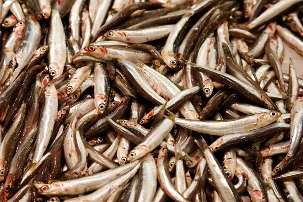 스페인 발레아레스제도 마요르카의 시장에서 팔리는 물고기 — 스톡 사진