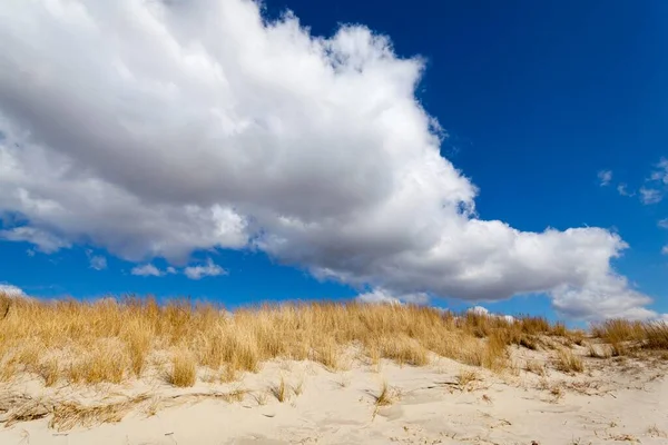 Dunes Sankt Peter Ording Eiderstedt Peninsula Schleswig Holstein Germany Europe — 스톡 사진