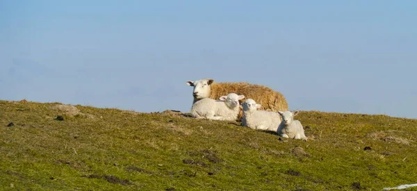 Domestic Sheep Ovis Orientalis Aries Lambs Dyke Eiderstedt Schleswig Holstein — Stock Photo, Image