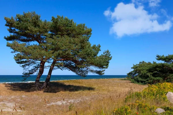 Dunes Common Pine Pinus Sylvestris Dar Western Pomerania Lagoon Area — Stock Photo, Image