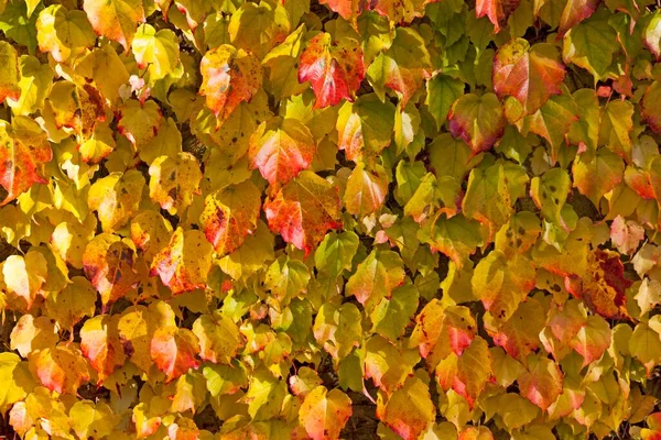 Winorośl Vitis Vinifera Subsp Sylvestris Liście Liśćmi Jesiennymi — Zdjęcie stockowe