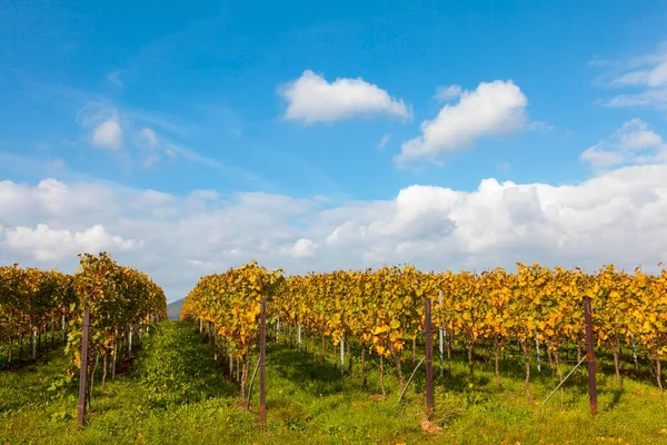 Vineyard Höst Färg Södra Pfalz Pfalz Rheinland Pfalz Tyskland Europa — Stockfoto