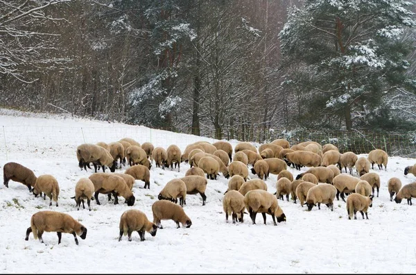 Ovis Orientalis 雪中的羊群 帕拉廷森林 帕拉廷 莱茵兰 帕拉廷 — 图库照片