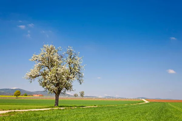 stock image Landscape with blossoming fruit tree, Southern Palatinate, Palatinate, Rhineland-Palatinate, Germany, Europe