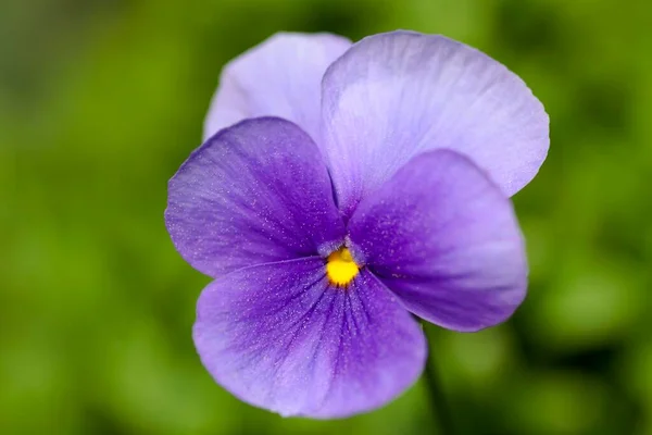 Horn Violet Viola Cornuta Germany Europe — Stock Photo, Image