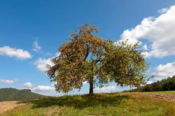 Árvore Maçã Outono Com Maçãs Maduras Wasgau Palatinado Renânia Palatinado — Fotografia de Stock