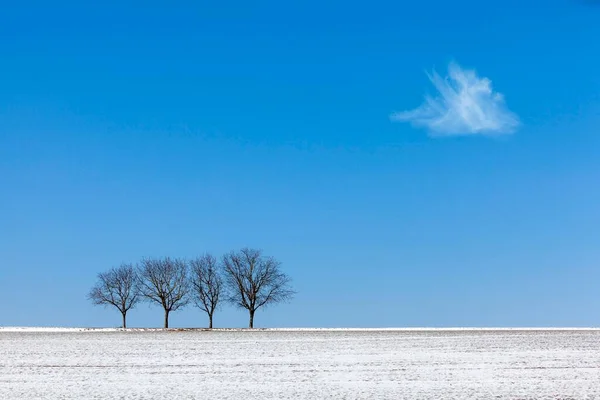 Walnotenbomen Tegen Een Blauwe Lucht Winter Pfalz Rheinland Pfalz Duitsland — Stockfoto