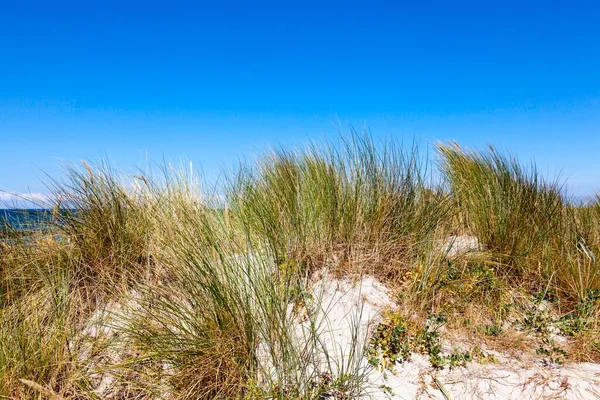 Dune Grass Baltic Sea Fischland Zingst Western Pomerania Lagoon Area — Fotografia de Stock