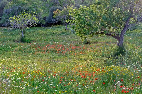 Łąka Drzewem Migdałowym Dzikimi Kwiatami Pobliżu Calonge Majorka Baleary Hiszpania — Zdjęcie stockowe
