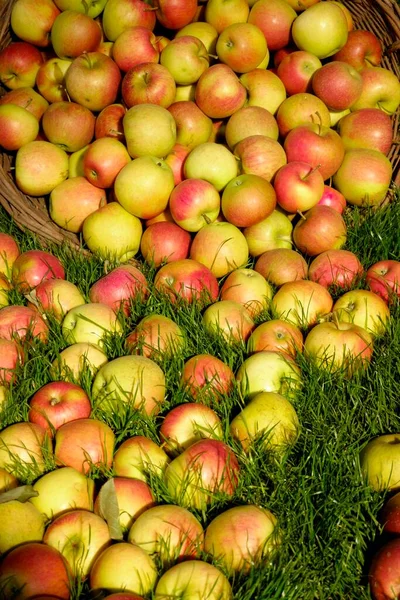 Apple Harvest Pinova Variety Germany Europe — Stock Photo, Image