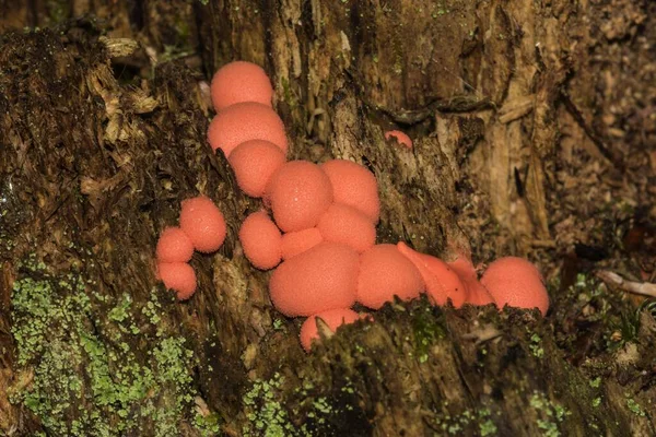 Mushroom Hypoxylon Filiforme Рэшфорд Врбасберг Германия Европа — стоковое фото