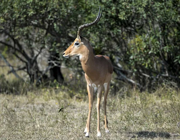 Impala Aepyceros Melampus Kruger National Park Sudafrica Africa — Foto Stock